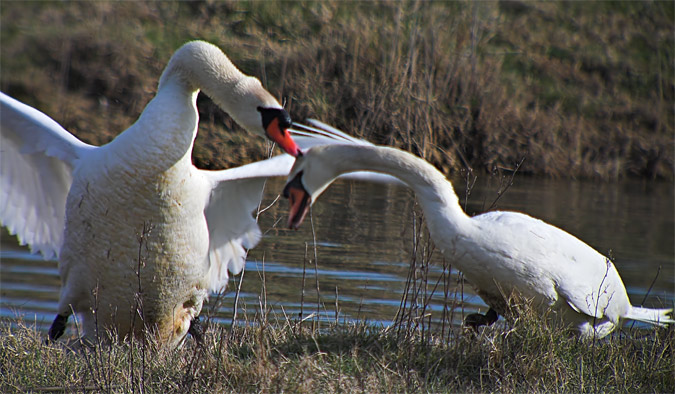 Cigne mut (Cygnus olor) 2/3