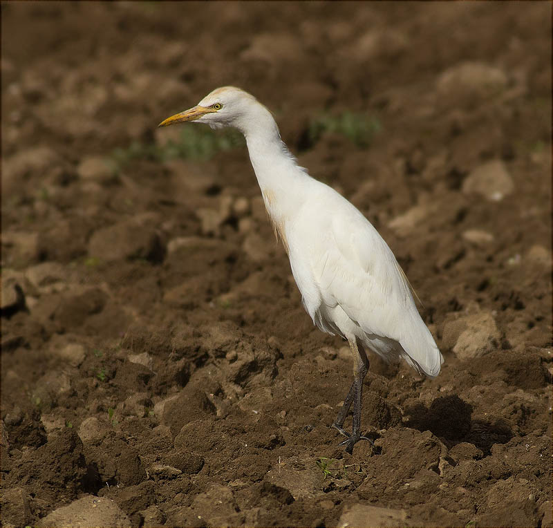 Esplugabous (Bubulcus ibis)