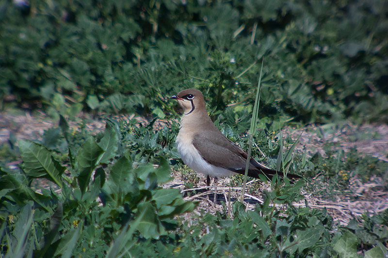 Perdiu de mar (Glareola pratincola)