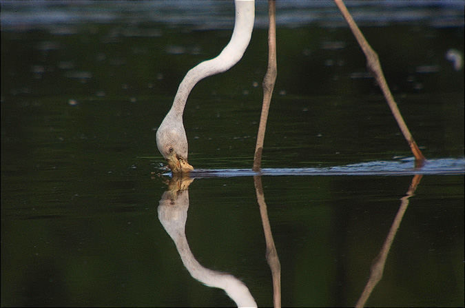 Flamenc (Phoenicopterus roseus)