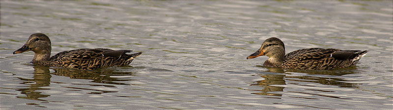 Femelles d'Ànec collverd (Anas platyrhynchos)