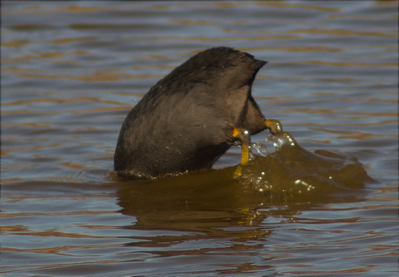 Fotja (Fulica atra)