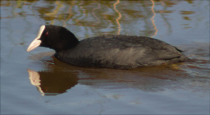 Fotja (Fulica atra)