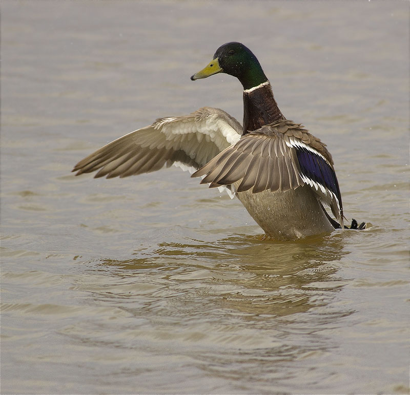 Mascle d'Ànec collverd (Anas platyrhynchos)