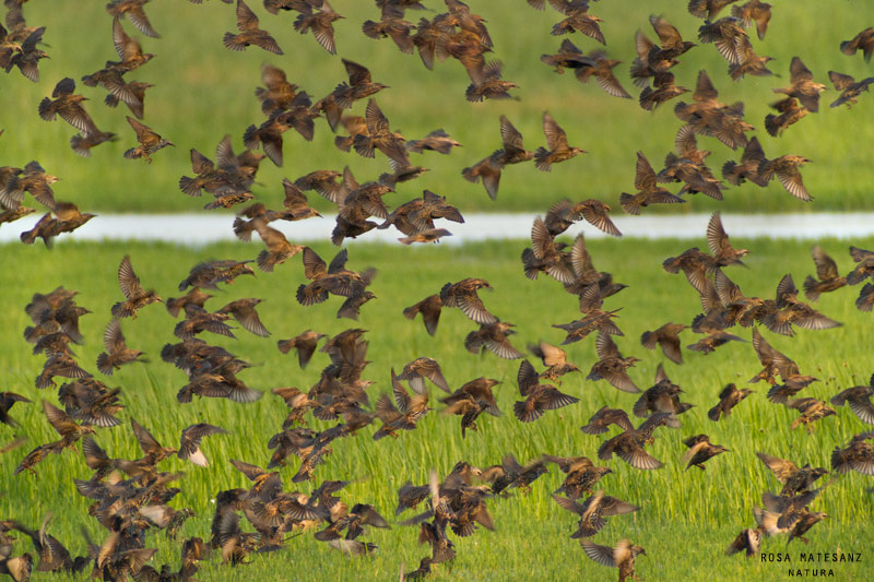 Estornell vulgar (Sturnus vulgaris)