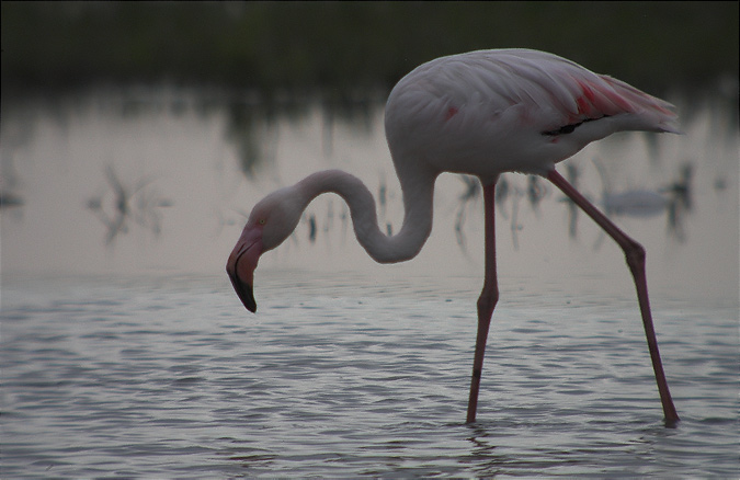 Flamenc (Phoenicopterus roseus)