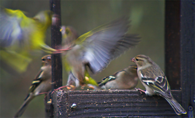 Pinsà comú y amigos (Fringilla coelebs)