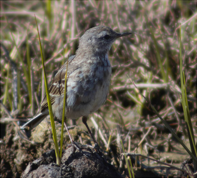 Grasset d'aigua (Anthus spinoletta)