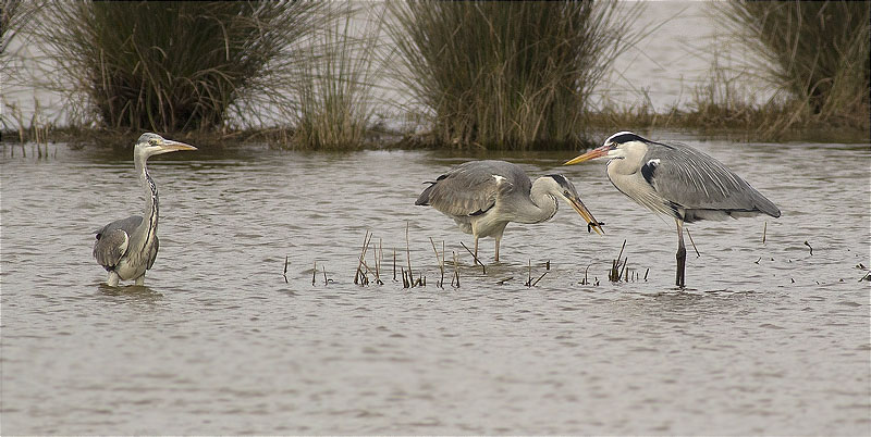 Bernat pescaire (Ardea cinerea)