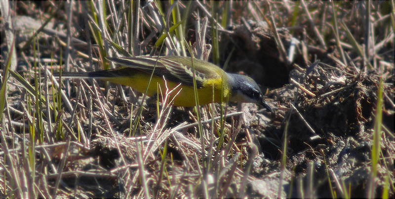 Cuereta groga (Motacilla flava)