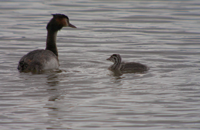 Cabusso emplomallat (Podiceps cristatus)