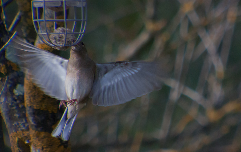 Femella de Pinsà comú (Fringilla coelebs)