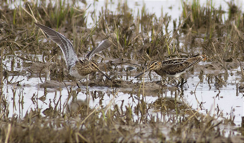 Becadell comú (Gallinago gallinago)