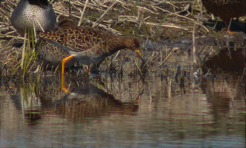 Batallaire (Philomachus pugnax)