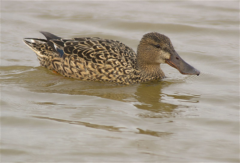 Femella d'Ànec cullerot (Anas clypeata)