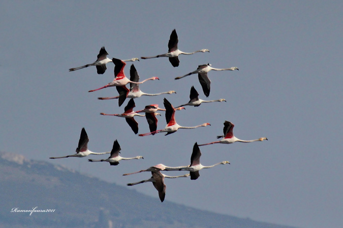 Al vol: Flamencs III