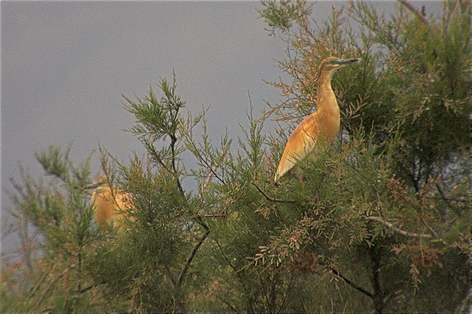 Martinet ros (Ardeola ralloides)