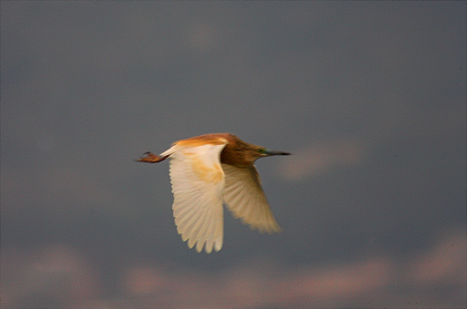 Martinet ros (Ardeola ralloides)