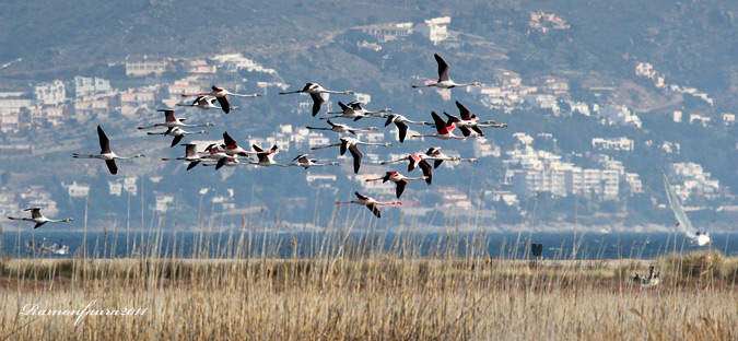 Al vol: Flamencs II