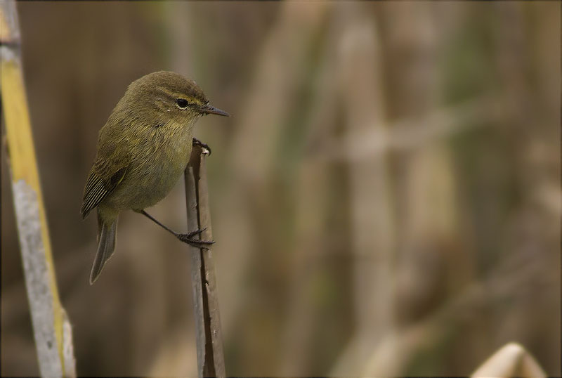 Mosquiter comú (Phylloscopus collybita)