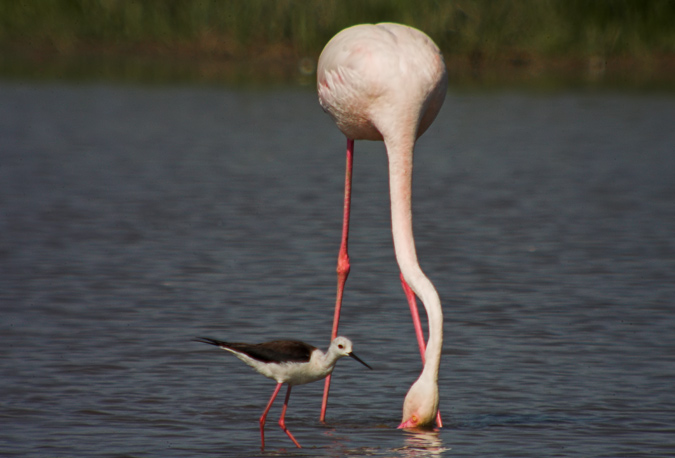 Flamenc (Phoenicopterus roseus)