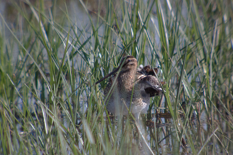 Becadell comú (Gallinago gallinago)