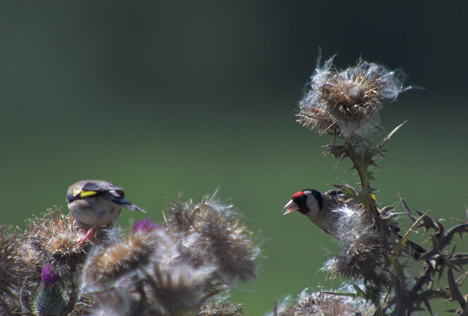 Cadernera (Carduelis carduelis)