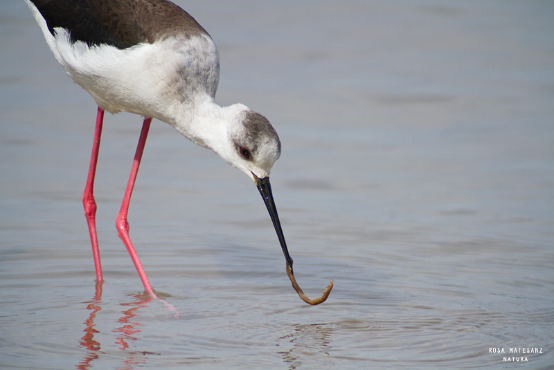 Cames llargues (Himantopus himatopus)