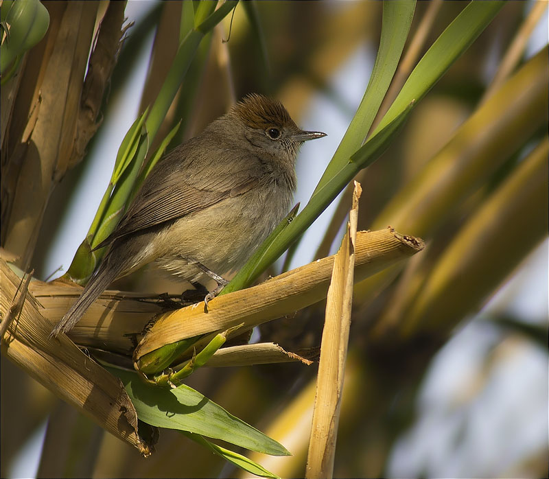 Femella de Tallarol de casquet (Sylvia atricapilla)