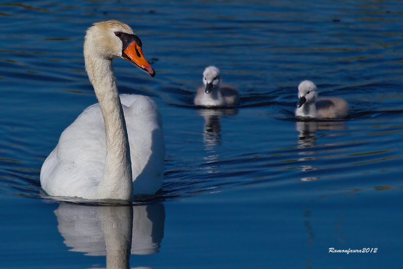 Nidificants del PNAE: Cigne Mut