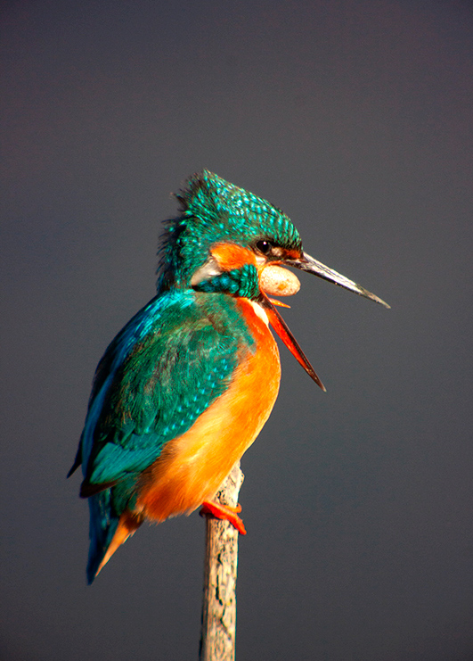 Blauet ( Alcedo atthis )