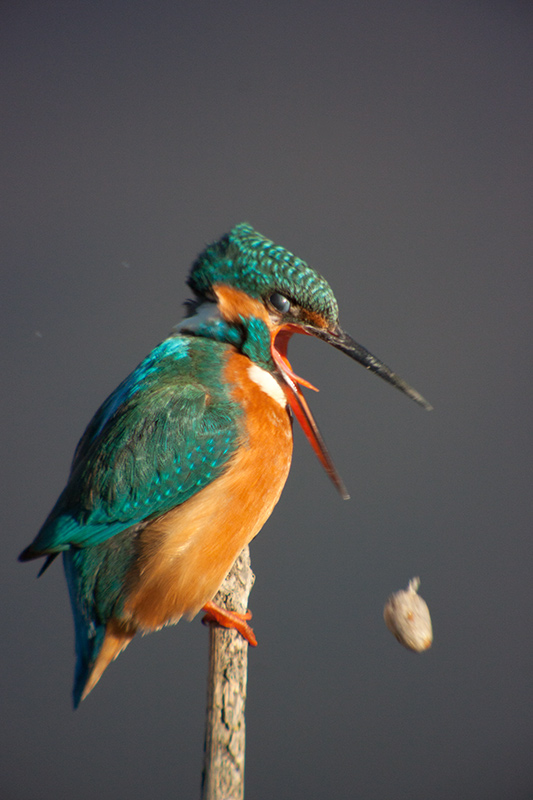 Blauet (Alcedo atthis)