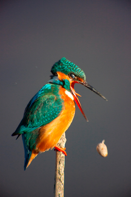 Blauet ( Alcedo atthis )