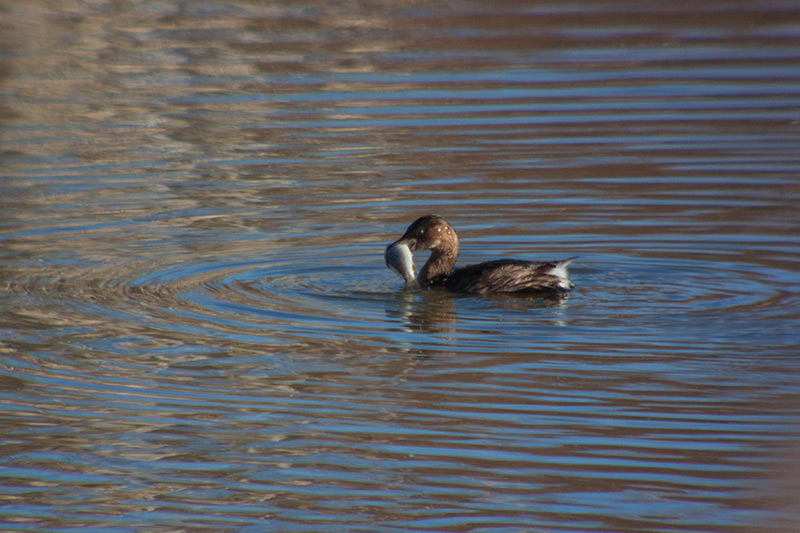 Cabusset (Tachybaptus ruficollis)