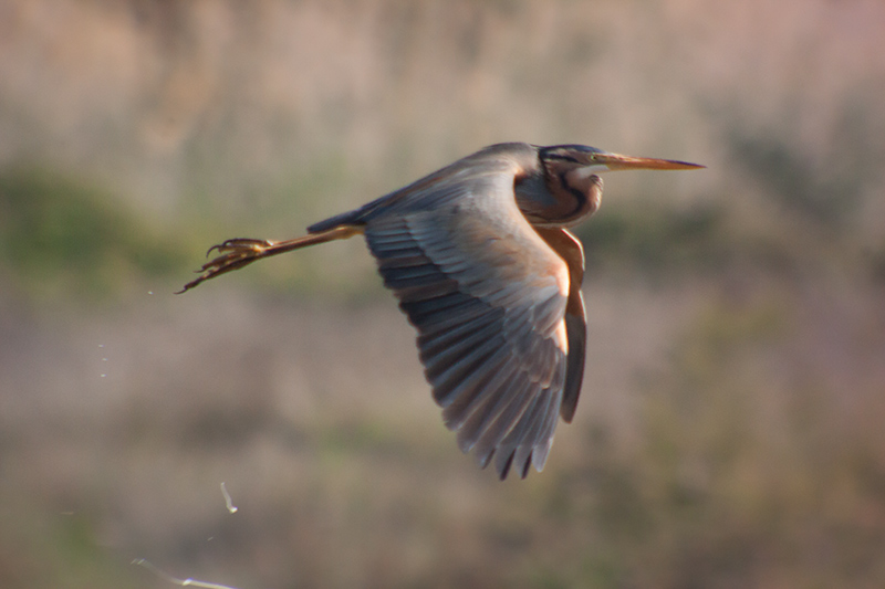 Agró roig (Ardea purpurea)