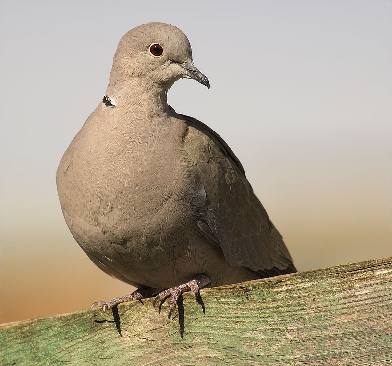 Tórtora turca (Streptopelia decaocto)