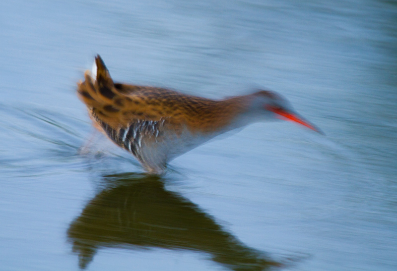 Rascló (Rallus aquaticus)