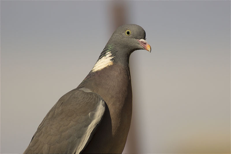 Tudó (Columba palumbus)