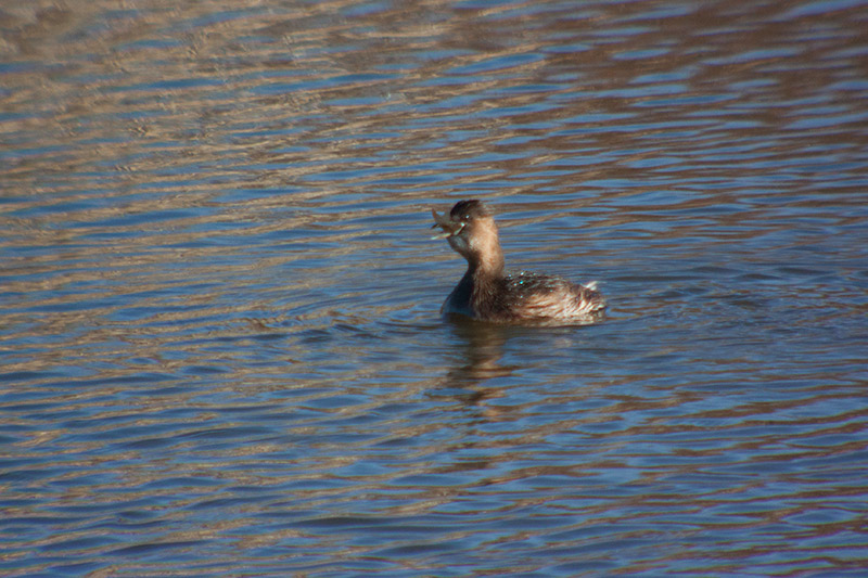 Cabusset (Tachybaptus ruficollis)