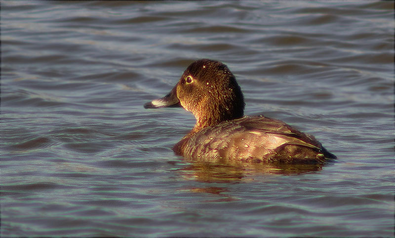 Femella de Morell de cap-roig (Aythya ferina)