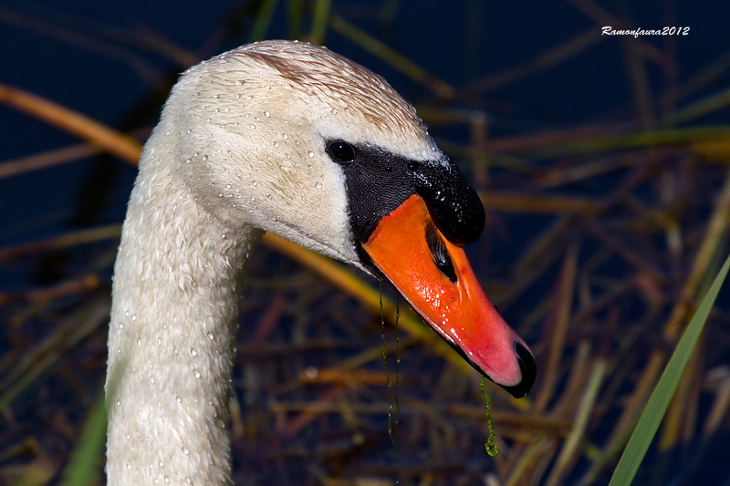 Nidificants del PNAE: Cigne Mut