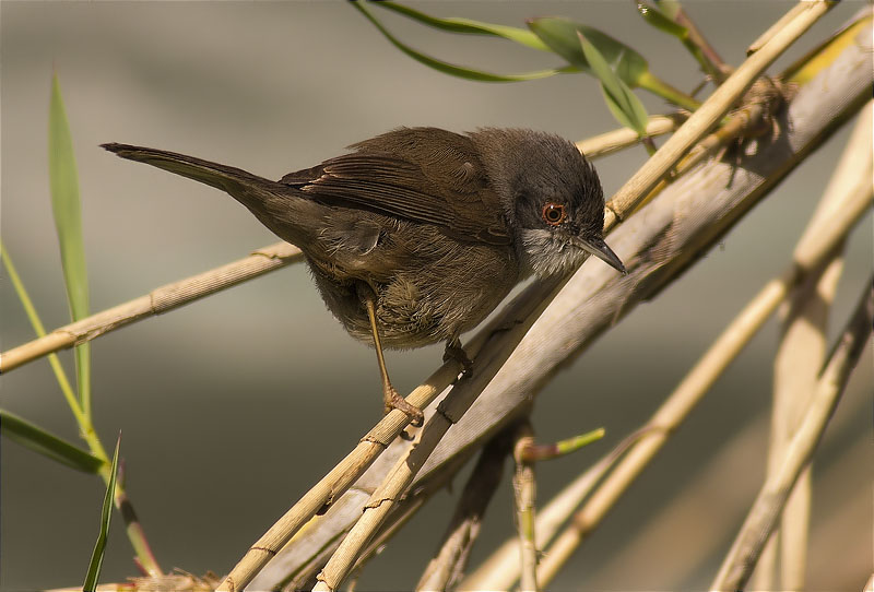 Femella de Tallarol capnegre (Sylvia melanocephala)