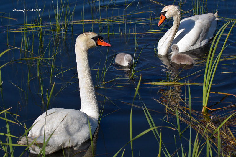 Nidificants del PNAE: Cigne Mut