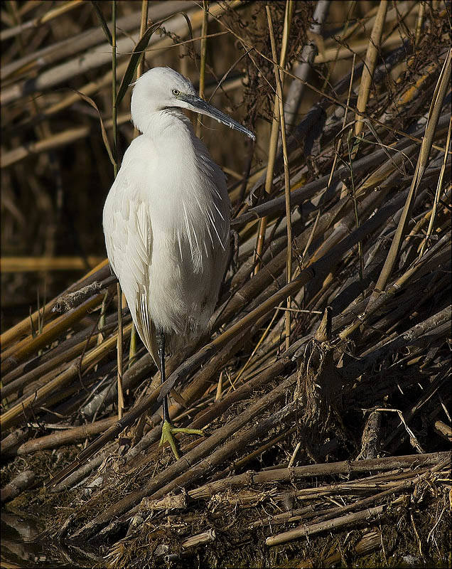 Martinet blanc (Egretta garzetta)