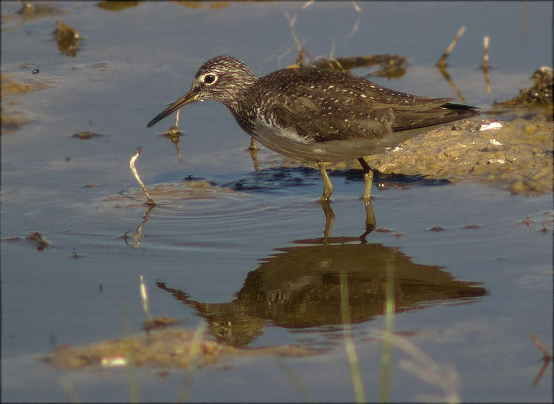 Xivita (Tringa ochropus)