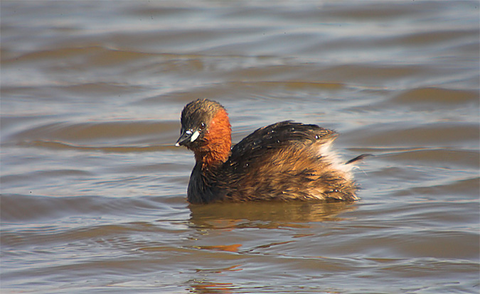 Cabusset (Tachybaptus ruficollis)