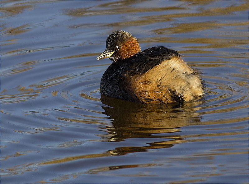 Cabusset (Tachybaptus ruficollis)