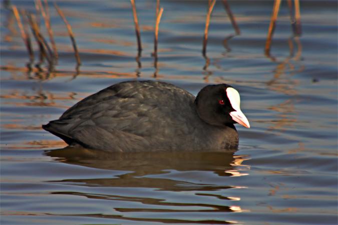 Fotja vulgar (Fulica atra)