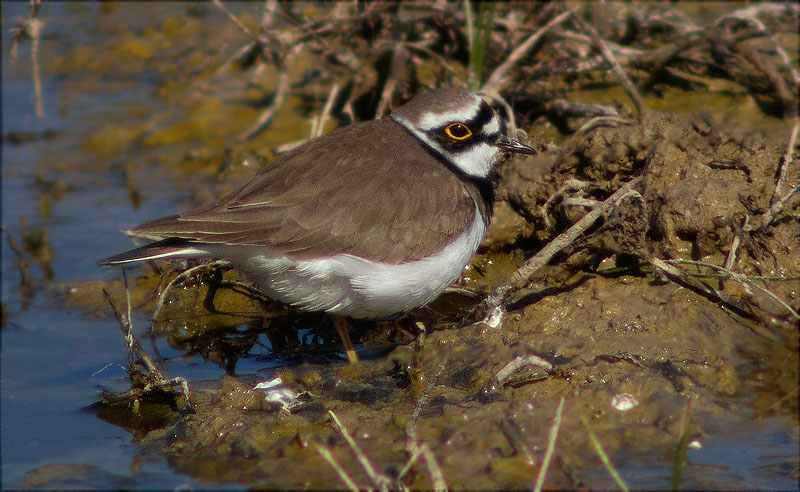 Corriol petit (Charadrius dubius)