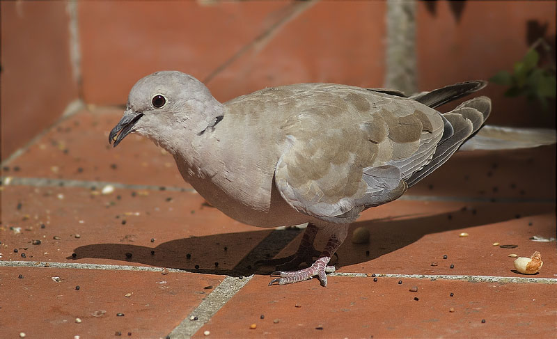 Tórtora turca (Streptopelia decaocto)